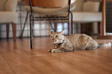 kedi oturma odasında, yerde.