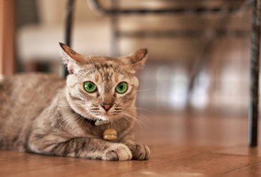 kedi oturma odasında, yerde.