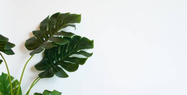 Monstera deliciosa ya da beyaz arkaplanda tropik yeşil yapraklar