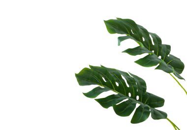 Beyaz üzerine yeşil tropikal yaprak