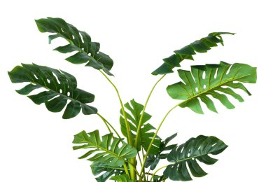 Beyaz üzerine yeşil tropikal yaprak