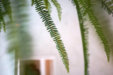 Bulanık bitki arka planında eğreltiotu yaprağı