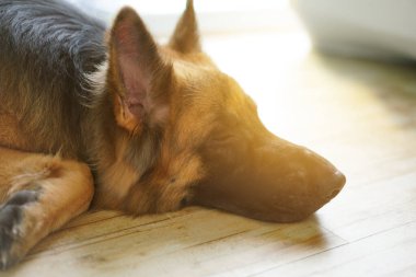 Köpek yerde yatıyor, kafa portresi.