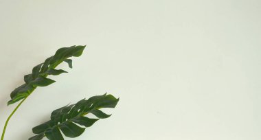 Beyaz üzerinde tropik yeşil yapraklar
