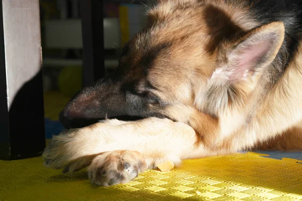 Perro Dormir Bajo Mesa Feliz Con Sol Mañana — Foto de Stock