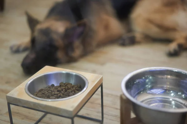 狗的食物和水杯放在架子上 有一只狗躺在后面模糊的地方 免版税图库图片