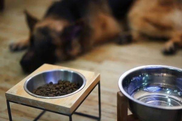 狗的食物和水杯放在架子上 有一只狗躺在后面模糊的地方 免版税图库照片
