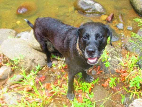 Красива Чорна Собака Стоїть Біля Річки — стокове фото