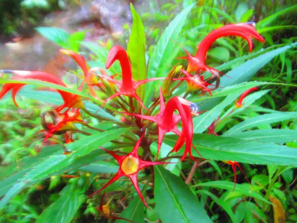 Malé Tropické Červené Žluté Květy — Stock fotografie