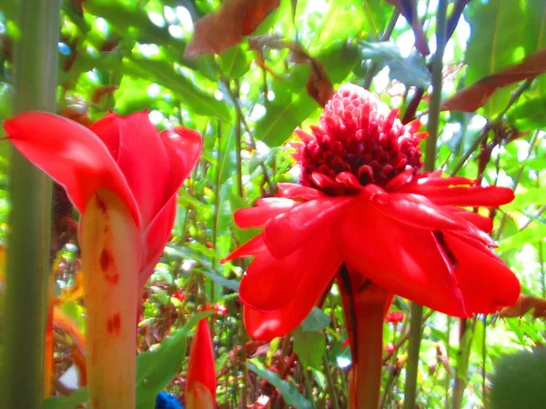 Une Belle Fleur Tropicale Rose Dans Forêt — Photo