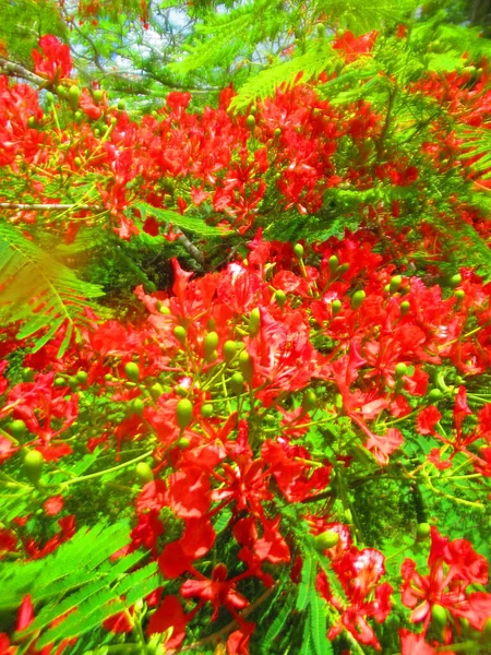 Gromada Czerwonych Kwiatów Drzewie — Zdjęcie stockowe