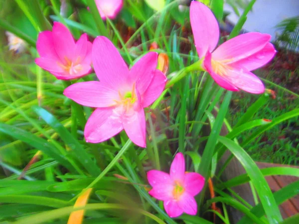 Small Pink Tropical Flowers — Stock Photo, Image