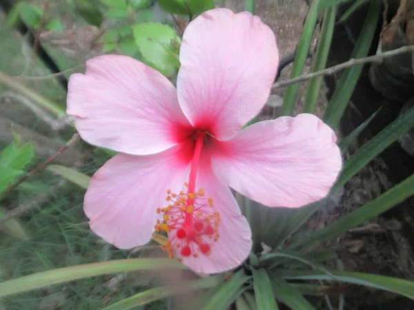 热带粉红芙蓉花 — 图库照片
