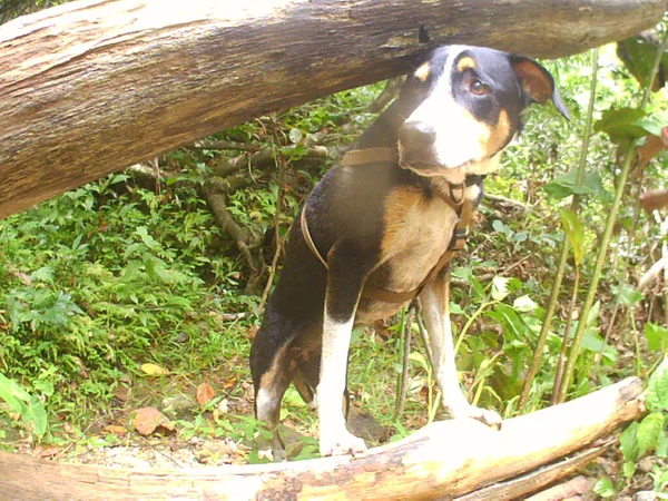 Ormanda Duran Güzel Siyah Beyaz Bir Köpek — Stok fotoğraf