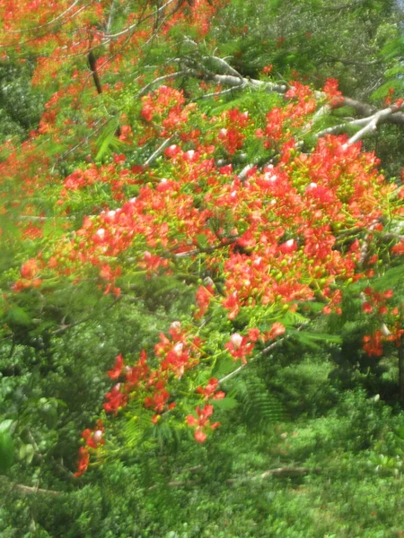 Árbol Tropical Lleno Flores Rojas —  Fotos de Stock