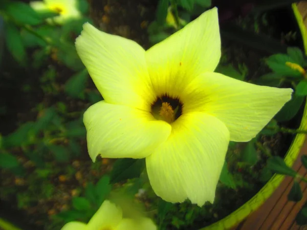 Uma Bela Flor Tropical Roxa — Fotografia de Stock