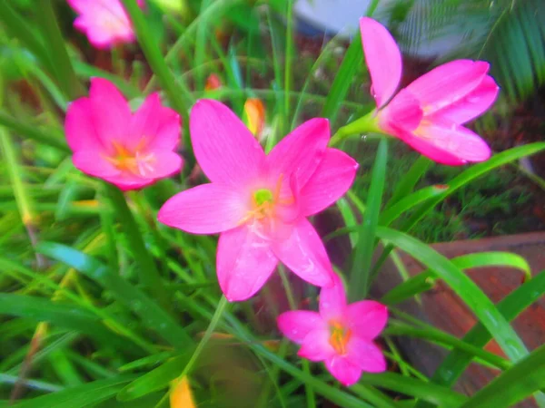 小粉红热带花卉 — 图库照片