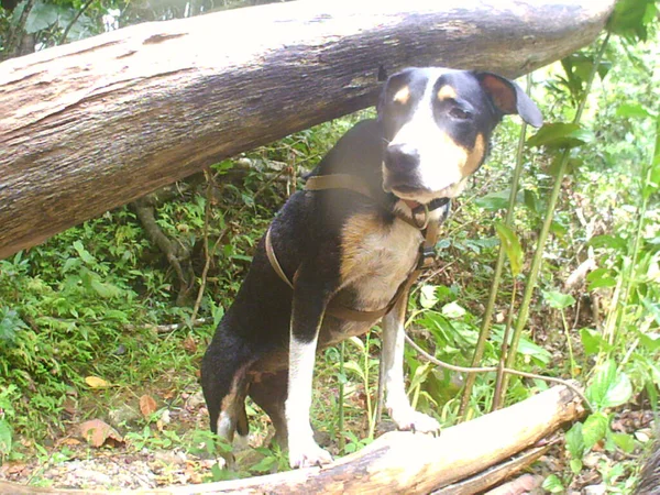 Маленька Чорно Біла Собака Стоїть Лісі — стокове фото