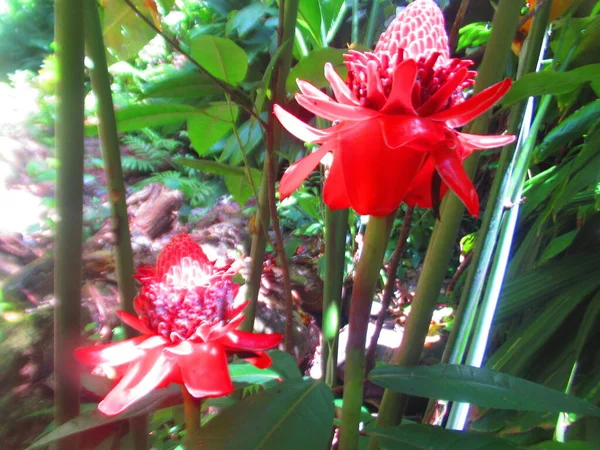 Deux Fleurs Tropicales Roses Dans Forêt — Photo