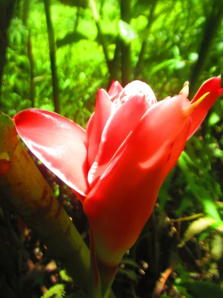 Fiore Tropicale Rosa Nella Foresta — Foto Stock