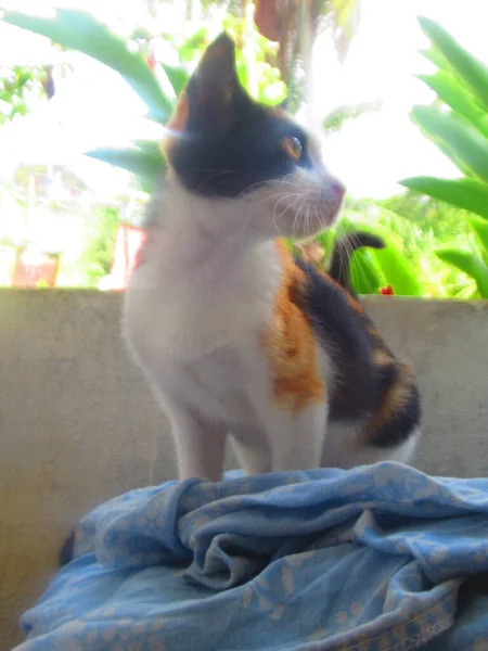 Jovem Gato Tricolor Sentado — Fotografia de Stock