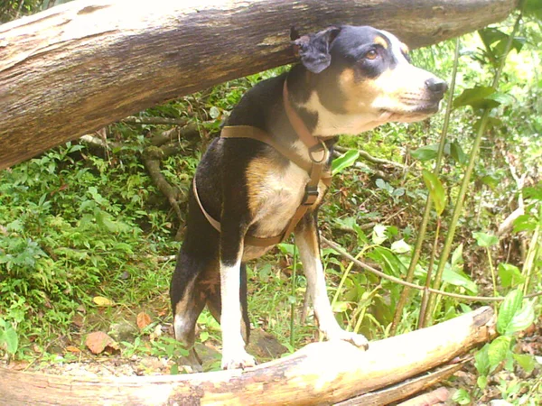 Vacker Svart Och Vit Hund Som Står Skogen — Stockfoto