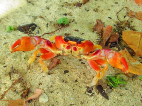 Eine Große Rote Krabbe Sand — Stockfoto