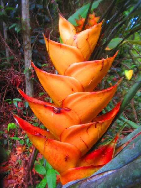 Une Grande Fleur Tropicale Jaune Dans Forêt — Photo
