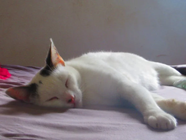 Μια Όμορφη Λευκή Γάτα Κοιμάται Στο Κρεβάτι — Φωτογραφία Αρχείου