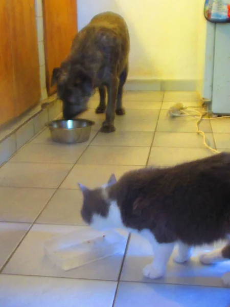 Brown Dog Eats Next Gray Cat — Stock Photo, Image