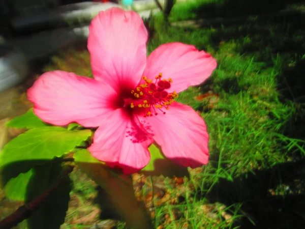 Une Fleur Tropicale Hibiscus Rose — Photo