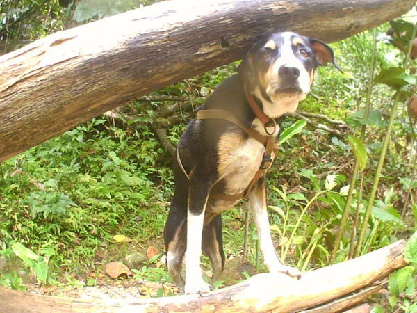 Belo Cão Preto Branco Floresta — Fotografia de Stock