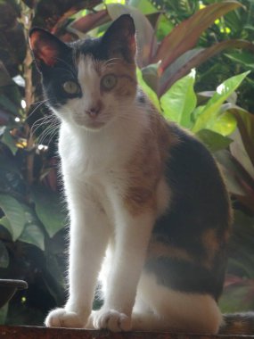 Genç, renkli bir kedi oturuyor.