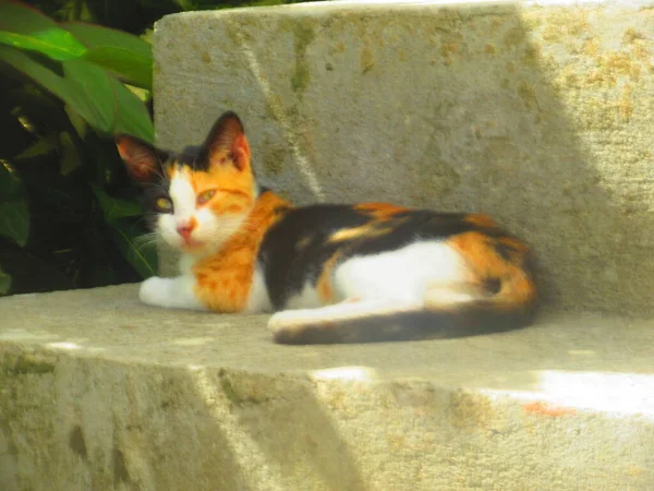 Jovem Gato Multicolorido Deitado — Fotografia de Stock