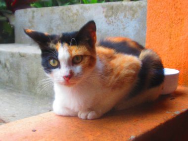 Duvarda küçük renkli bir kedi yatıyor.