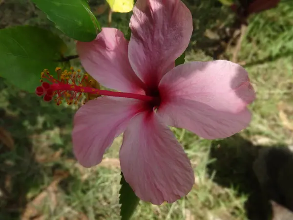 Розовый Тропический Цветок Гибискуса Саду — стоковое фото