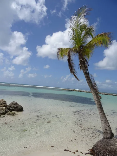 楽園の前の白い砂浜にヤシの木 ターコイズブルーの海 — ストック写真