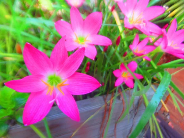 Маленькие Розовые Тропические Цветы Саду — стоковое фото