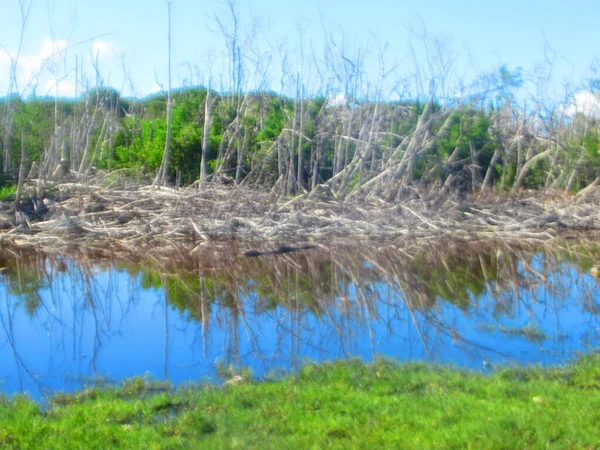 干枯的树反映在小湖里 — 图库照片