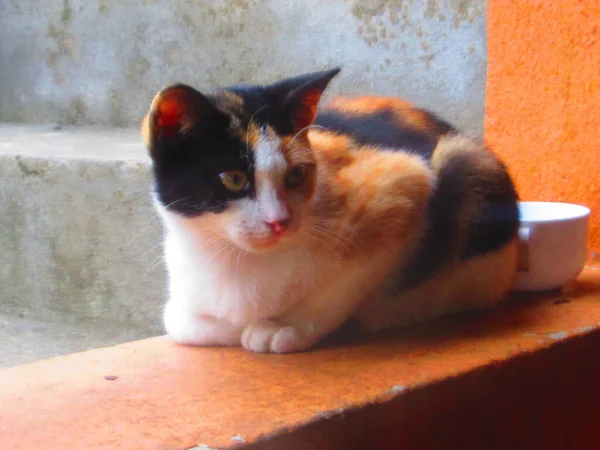 Pequeno Gato Multicolorido Deitado Parede — Fotografia de Stock