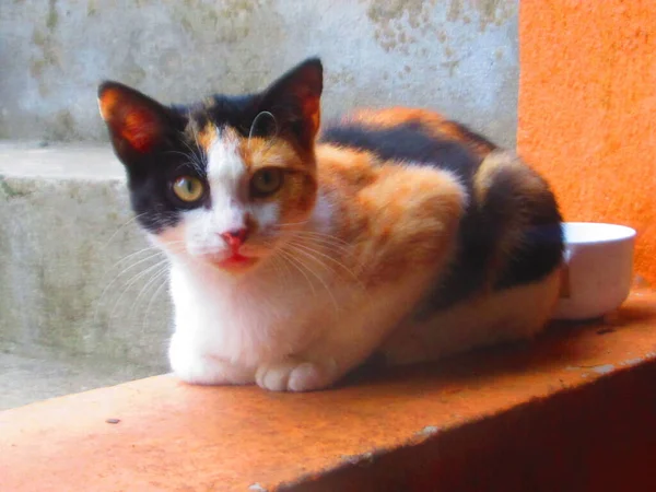 Belo Gato Multicolorido Deitado Uma Parede — Fotografia de Stock