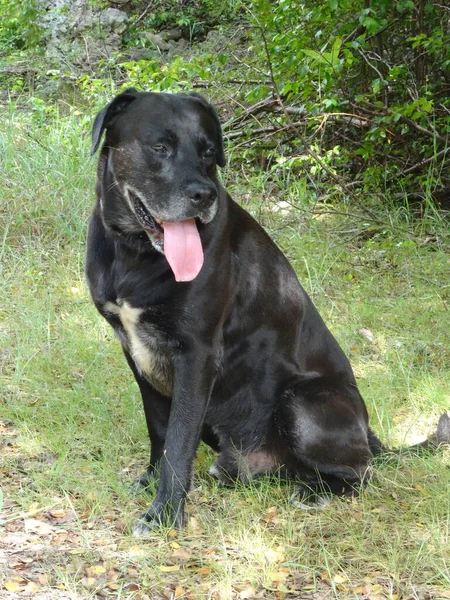 Piękny Czarny Pies Siedzący Polu — Zdjęcie stockowe