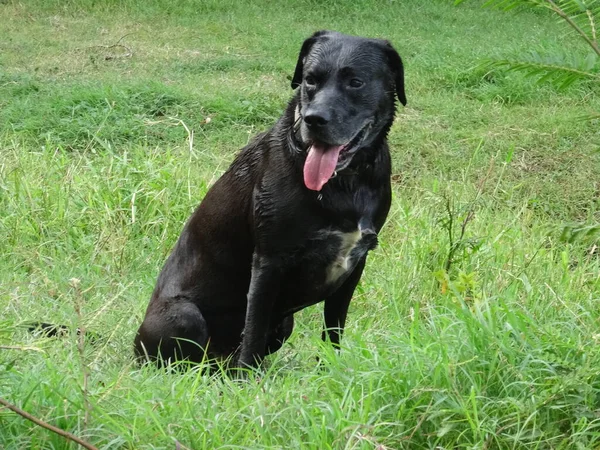 Beautiful Black Dog Sitting Green Grass — Stock Photo, Image