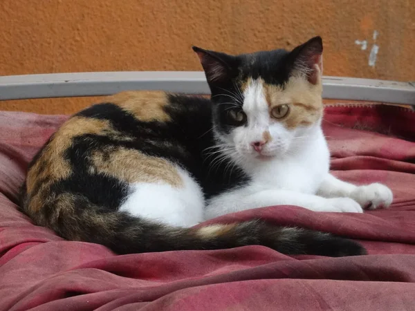 Seekor Kucing Kecil Berwarna Warni Berbaring Sofa — Stok Foto