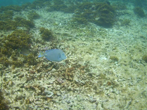 Onderwaterfoto Van Een Zwemschildpad — Stockfoto