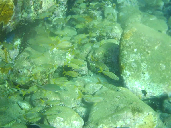 Onderwaterfoto Van Een Zwemmende Groep Vissen — Stockfoto