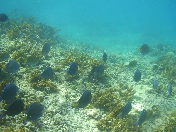 魚群の水中写真 — ストック写真