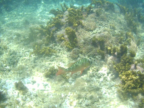 Onderwatere Schilderstuk Van Een Zwemmende Vis — Stockfoto