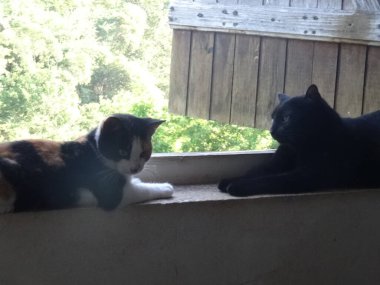 Two young cat lying face to face