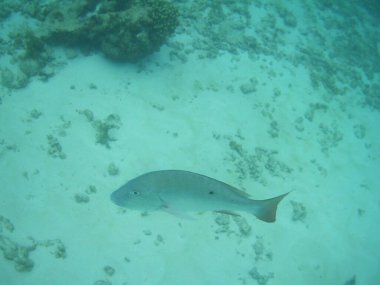 Yüzen bir balığın sualtı fotoğrafı.